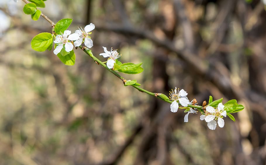 selective focus photography of white petaled flowers, nature HD wallpaper