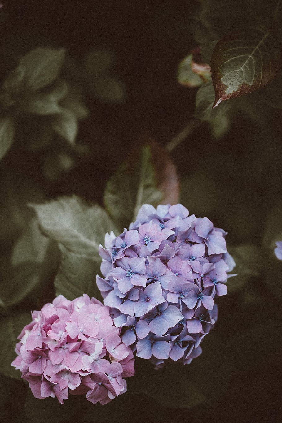 Hydrangeas with blank space, purple and pink petaled flower, leaf HD wallpaper