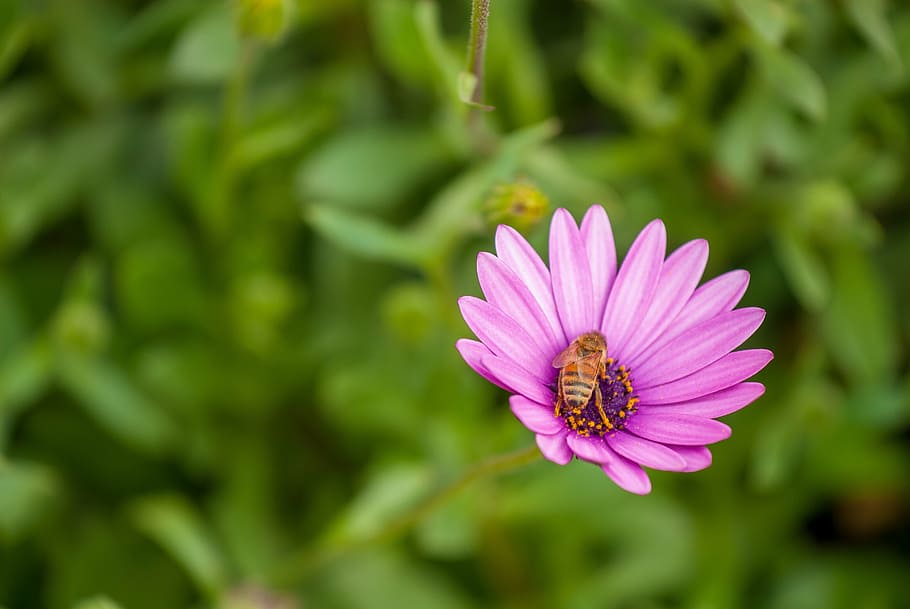 flower, bee, insect, nature, pollination, plant, beauty, pollen HD wallpaper