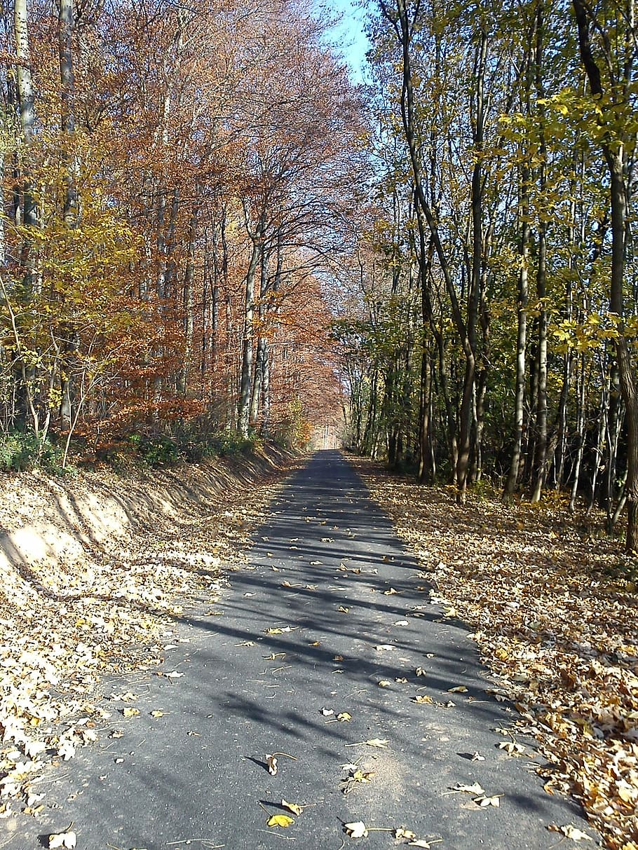 away, forest, trees, just, asphalt, nature, outdoors, footpath HD wallpaper