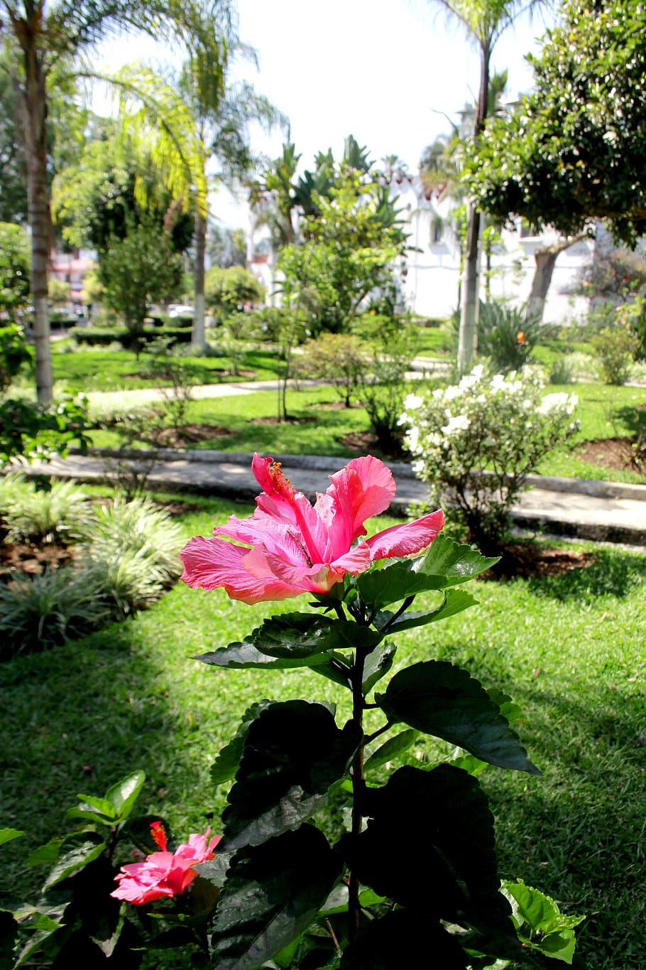 Flowers, Spring, Nature, park, plant, flowerbed, formal Garden HD wallpaper