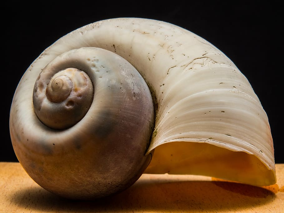 shell, snail, close, animal Shell, spiral, nature, studio shot HD wallpaper