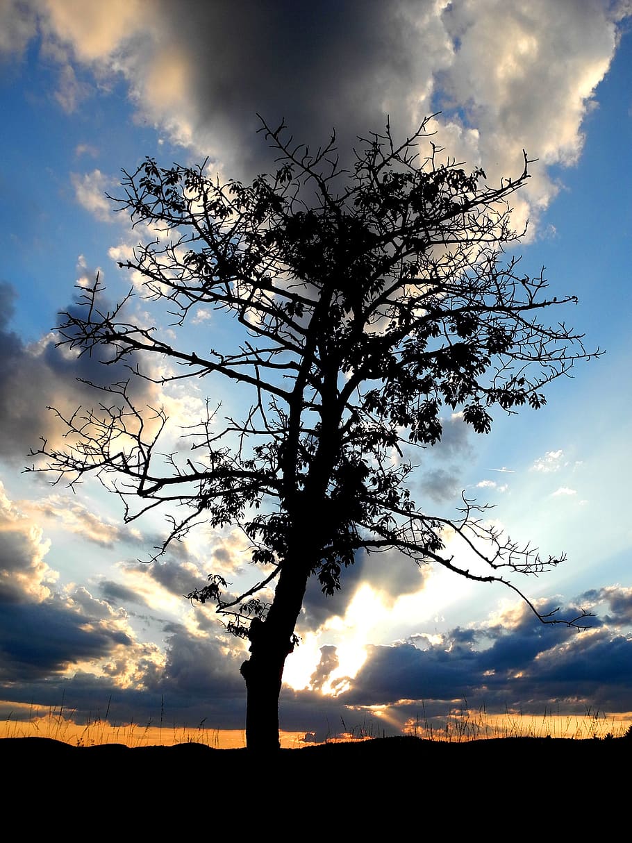 tree, silhouette, twilight, fade, dawn, clouds, sunset, west HD wallpaper