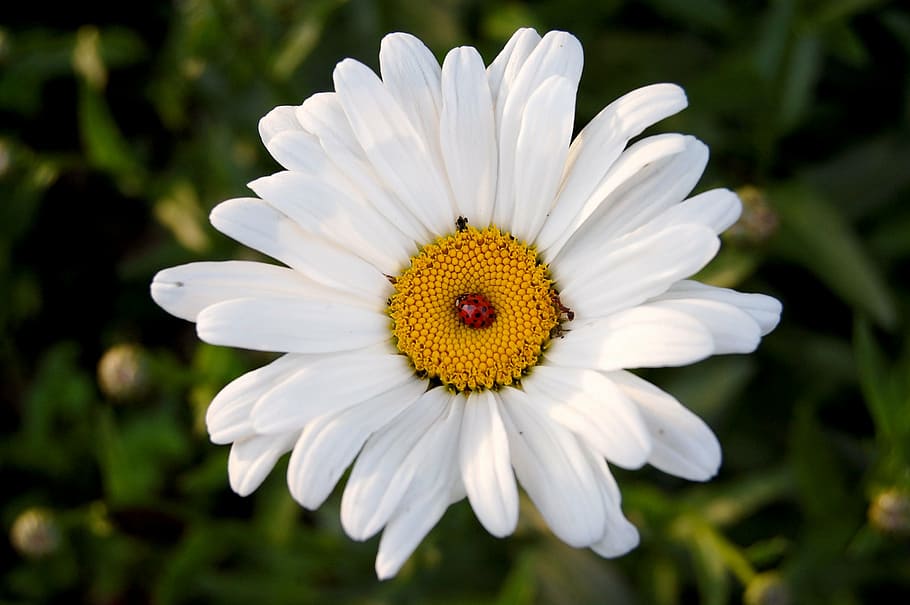 white, flower, beetle, blossom, bloom, ladybug, insect, white color HD wallpaper