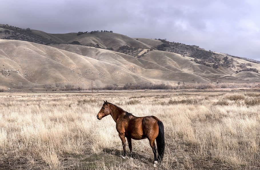 brown horse standing on gray grass under white clouds at daytime HD wallpaper