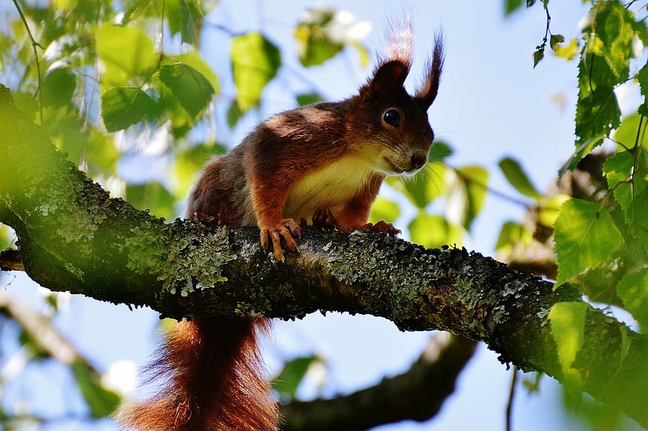 squirrel, nager, cute, nature, rodent, climb, garden, eat, brown HD wallpaper
