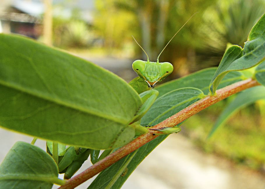 praying mantis, green, flight insect, nature, animal, leaf HD wallpaper