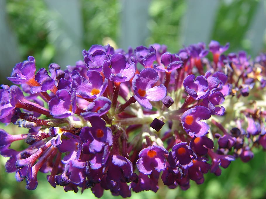 butterfly bush, buddleja, davidii, bloom, flower, nature, floral HD wallpaper