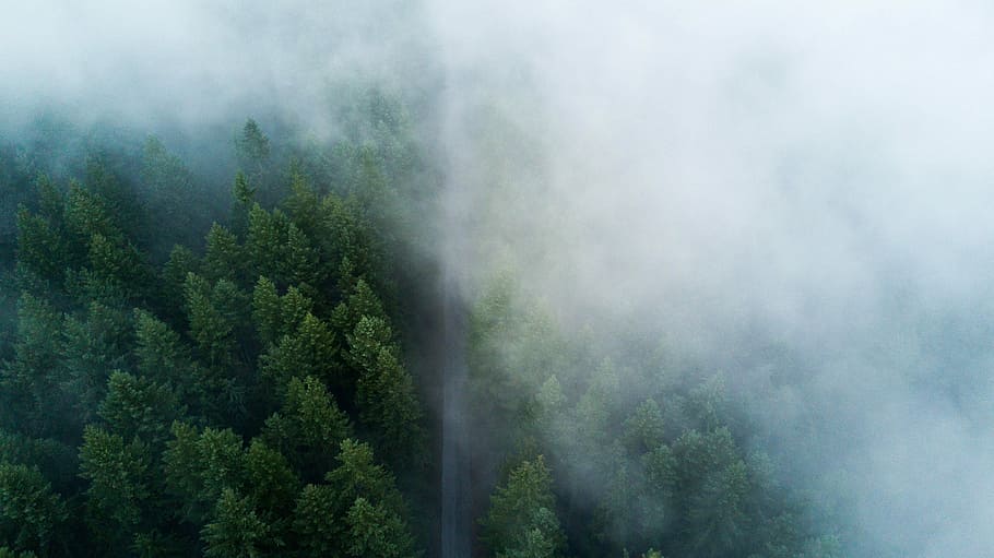 green pine trees covered with fog, aerial photography of tree HD wallpaper