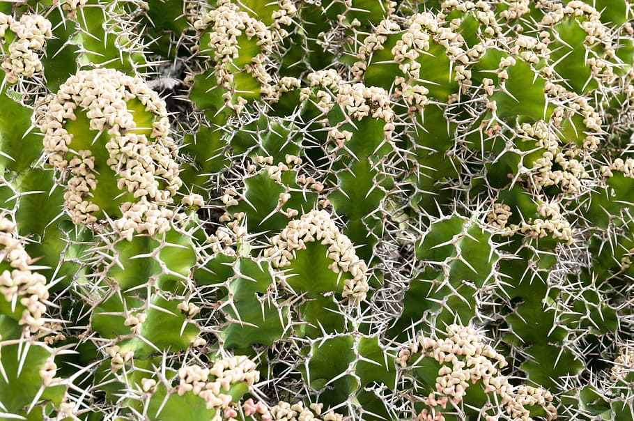 cactus, plant, pattern, nature, green, flower, natural, garden HD wallpaper