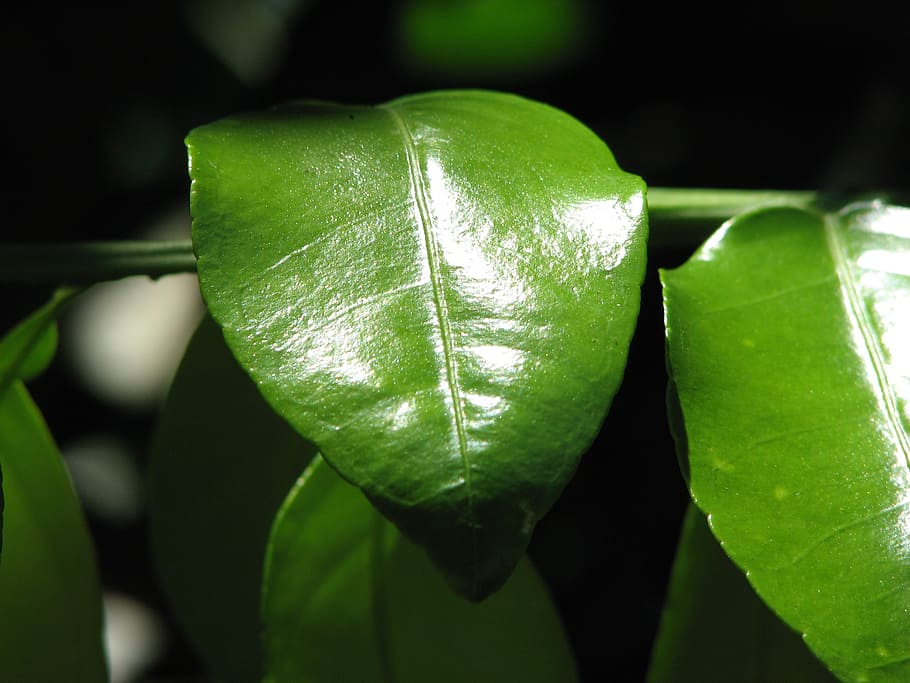 leaves, tree, green leaves, leaf, green color, plant part, close-up HD wallpaper