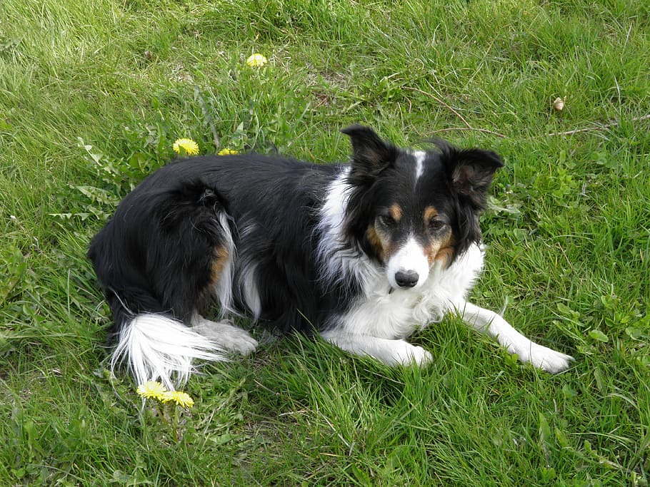 Border-Collie, Dog, Three Colors, pets, grass, border collie HD wallpaper