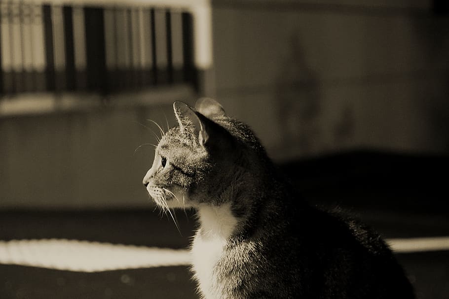 cat, night, dark, darkness, watch, animal portrait, lichtspiel HD wallpaper
