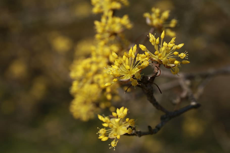 Cornus, Flowers, Nature, Plants, Yellow, spring, yellow flower HD wallpaper