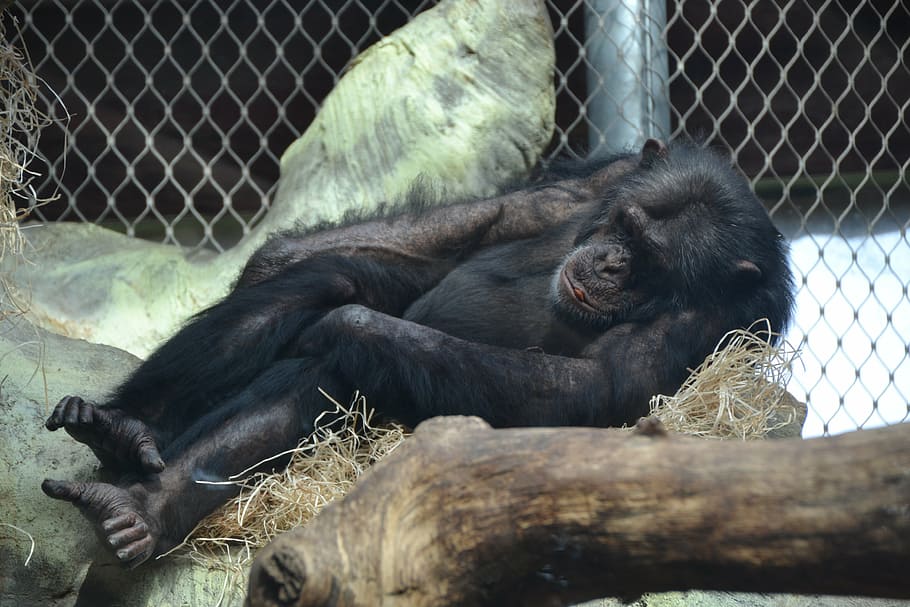chimpanzee, monkey, apes, zoo, animal, mammal, wildlife, primate HD wallpaper