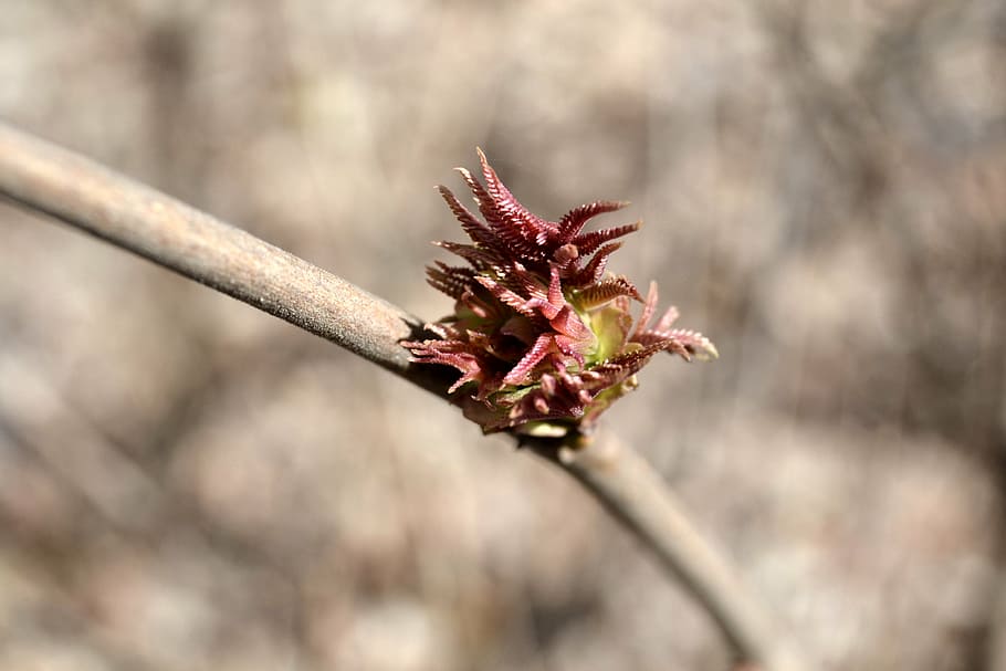 bud, spring, plant, growth, flower, nature, close-up, no people HD wallpaper