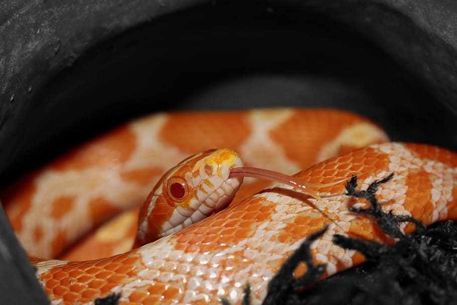 Corn Snake, Orange, Yellow, pantherophis, guttatusschlange HD wallpaper