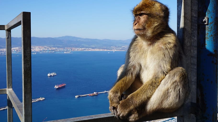 Monkey, Gibraltar, Rock, Focus, England, animal, wildlife, mammal HD wallpaper