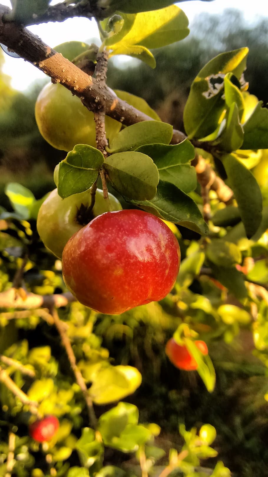 acerola, fruit, nature, leaf, tree, food, garden, color, autumn HD wallpaper