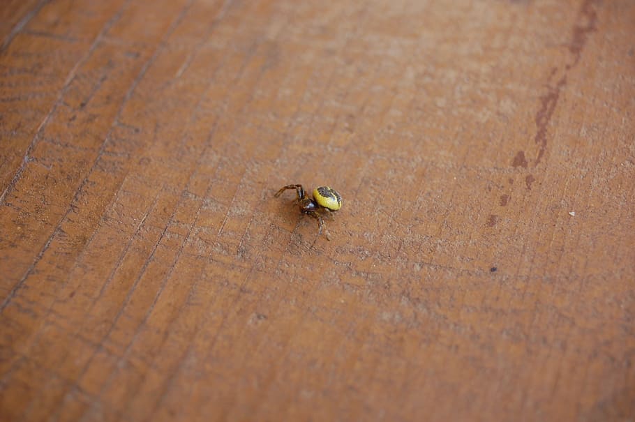 synema globosum, spider, arachnid, bug, animal, thomisidae HD wallpaper