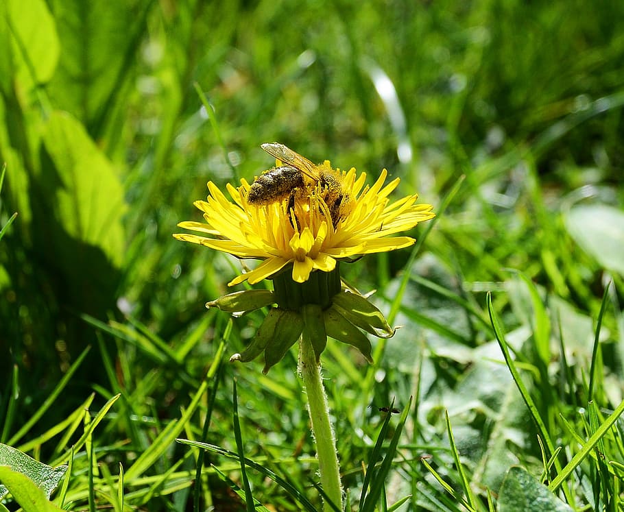 Bee, Pollen, Spring, Honey Bee, Blossom, bloom, tussilago farfara HD wallpaper