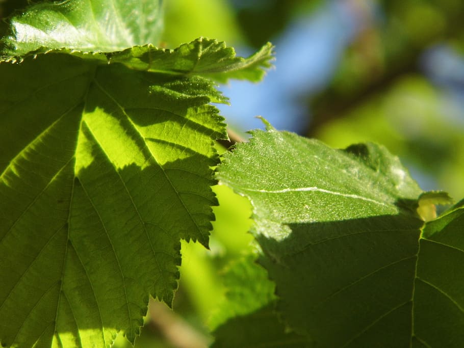 Walnut Tree, Tree, Leaf, Back Light, sky, blue, green, frisch HD wallpaper