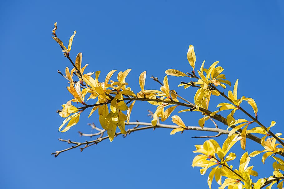 grenadier, branch, yellow, foliage, fall, sky, blue, plant HD wallpaper