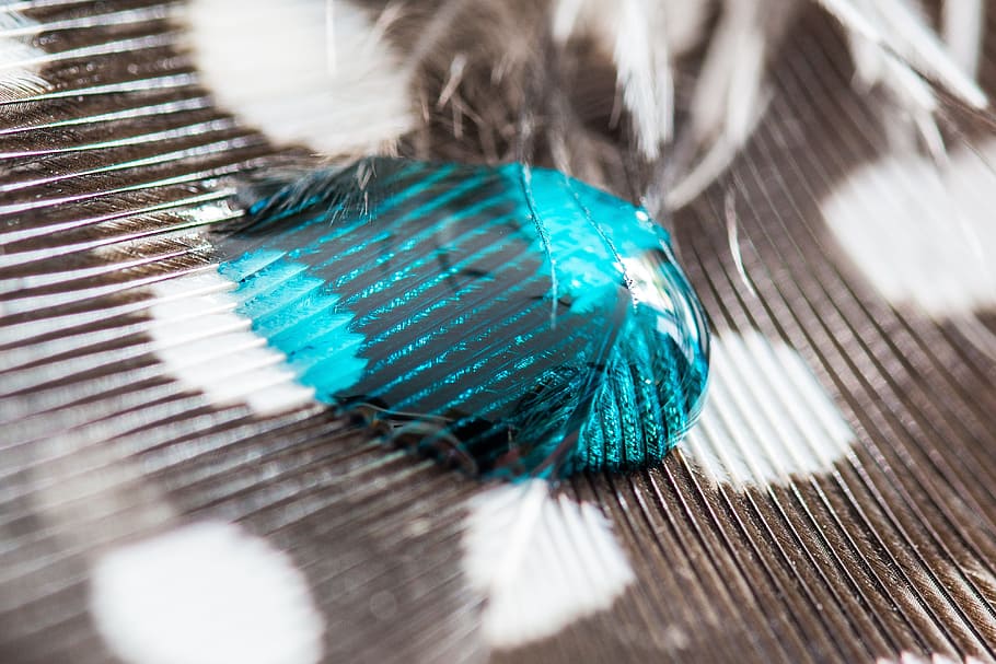 perlhuhnfeder, drip, feather, close, macro, background, drop of water HD wallpaper