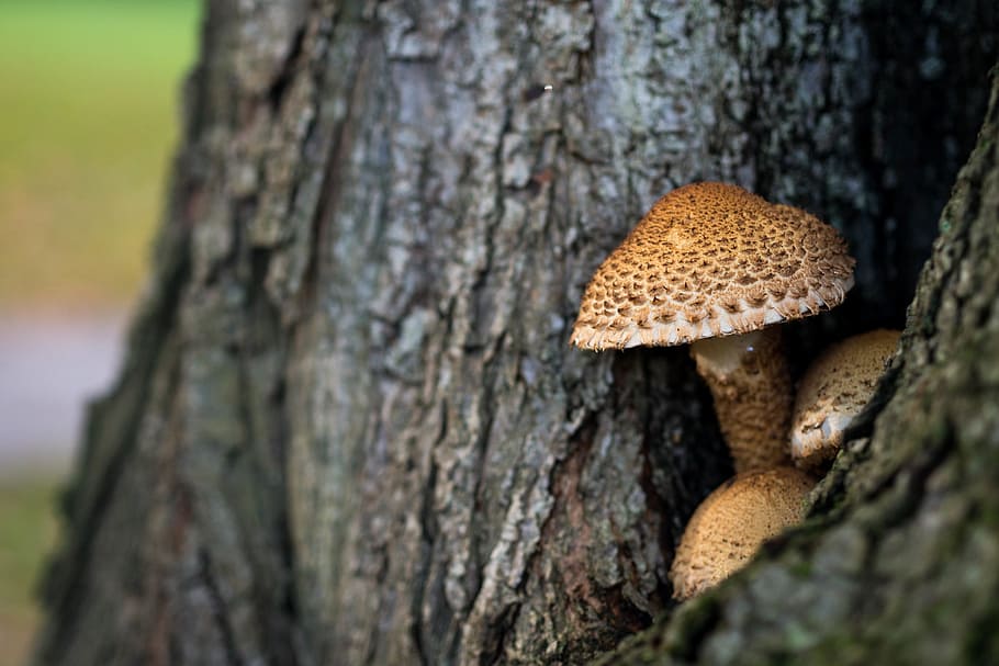 mushroom, tree, parasite, bark, closeup, macro, crack, brown HD wallpaper