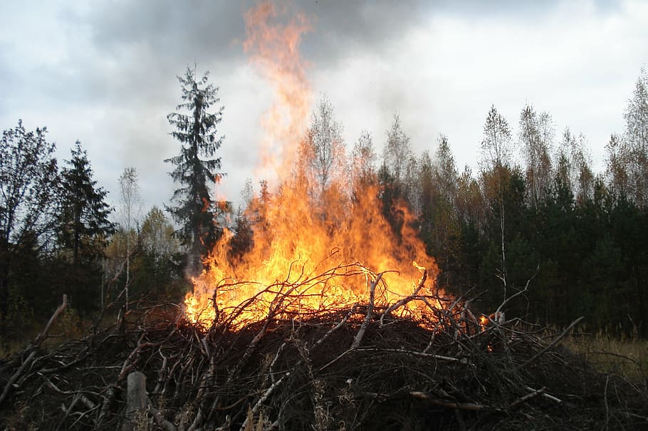 wildlife, flame, koster, fire - Natural Phenomenon, burning HD wallpaper