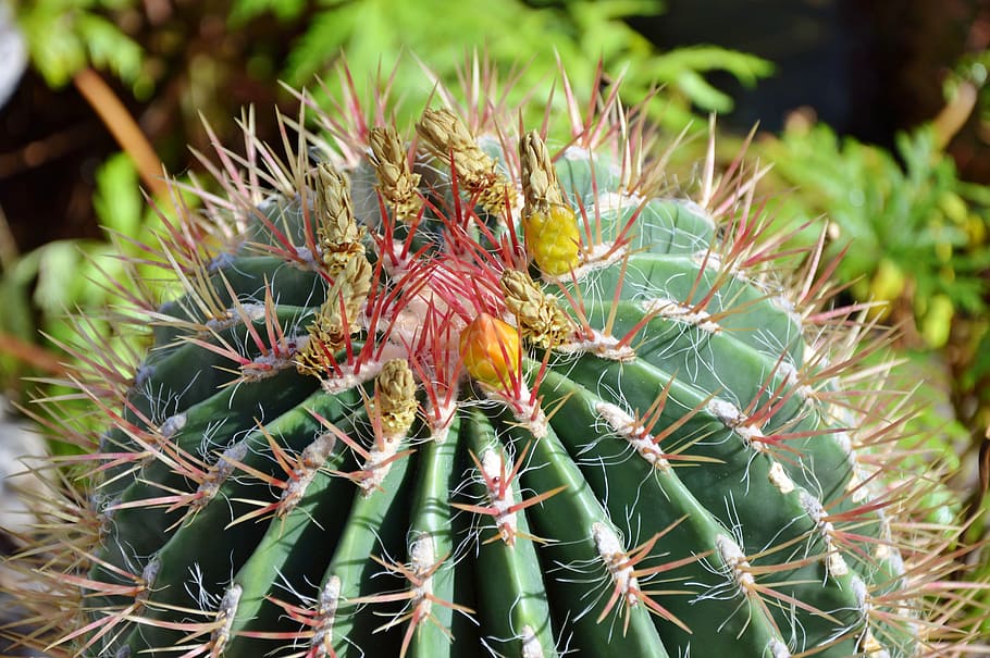 cactus, spur, green, prickly, plant, thorns, nature, pointed HD wallpaper