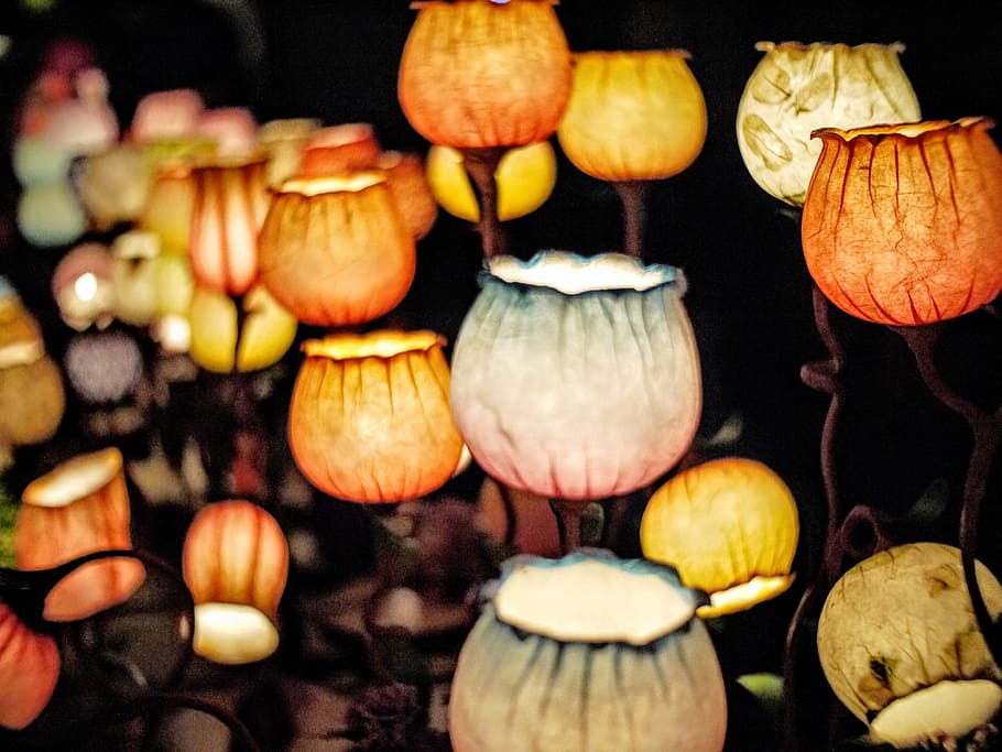 lighted multicolored flower lamps selective focus photography, HD wallpaper