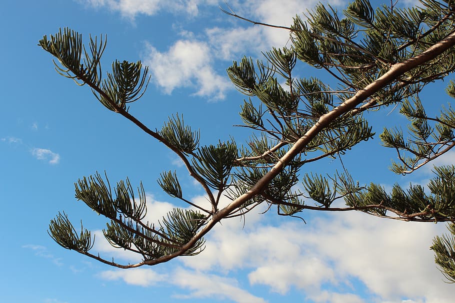 pine tree, sky, nature, blue, summer, coniferous, branch, outdoors HD wallpaper