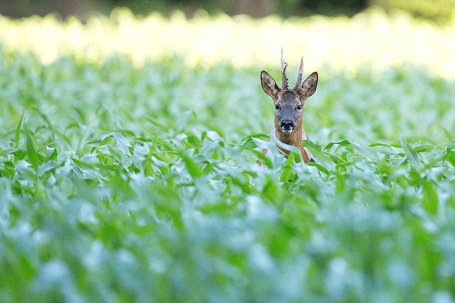 selective focus of buck, grass, deer, field, horns, wild, wild animal HD wallpaper
