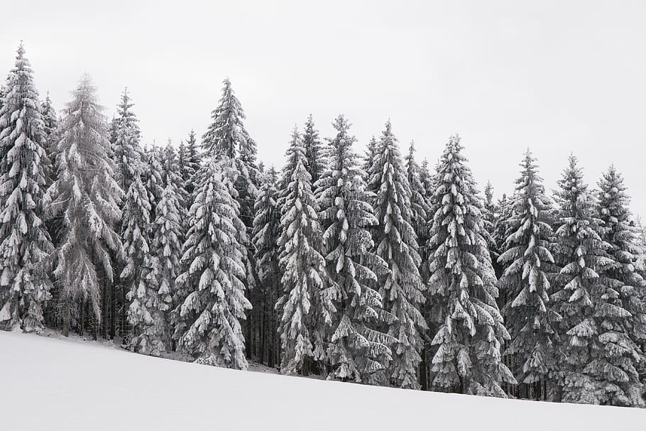 pine trees covered with snow, forest, wintry, snowy, winter magic HD wallpaper