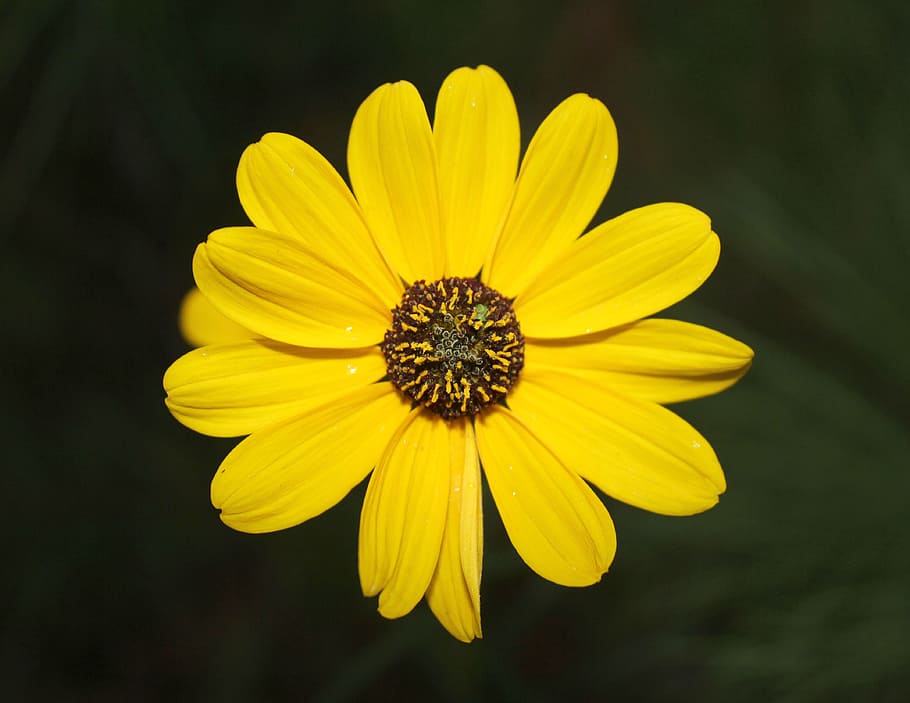 yellow, flower, spring, daisy, green, garden, plant, color HD wallpaper