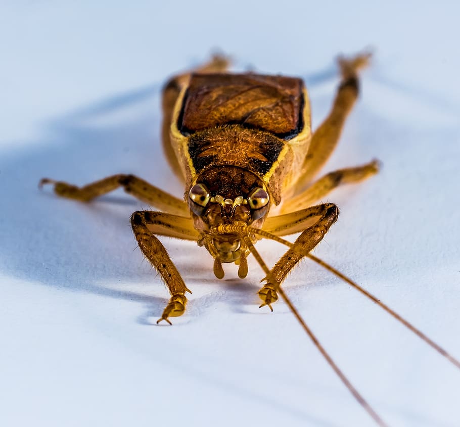 grasshopper, viridissima, insect, close, animal themes, one animal HD wallpaper