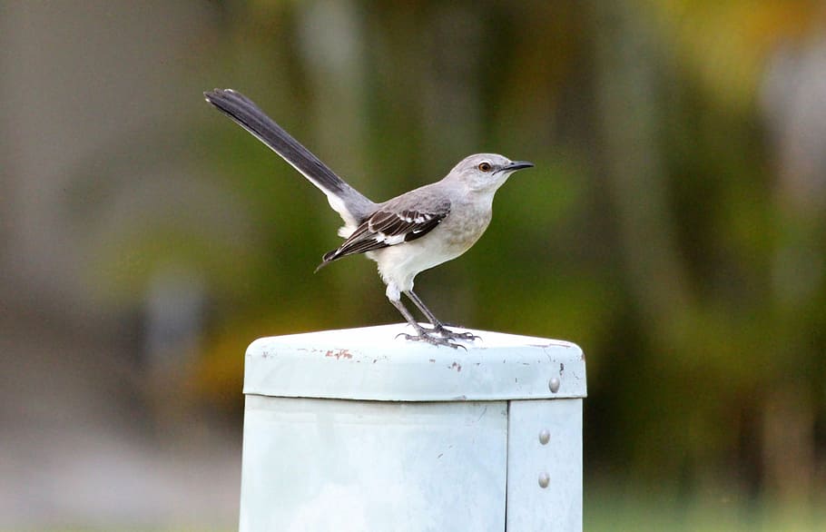 polyphonic mockingbird, the north american mockingbird, mimus polyglottos, HD wallpaper