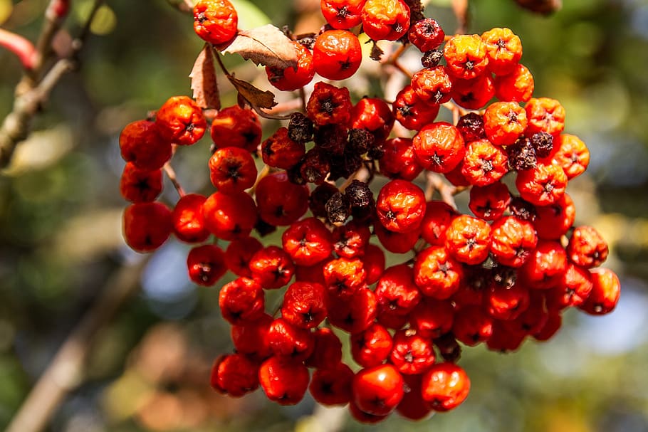 rowan-red-fruit-berries-bush-autumn.jpg