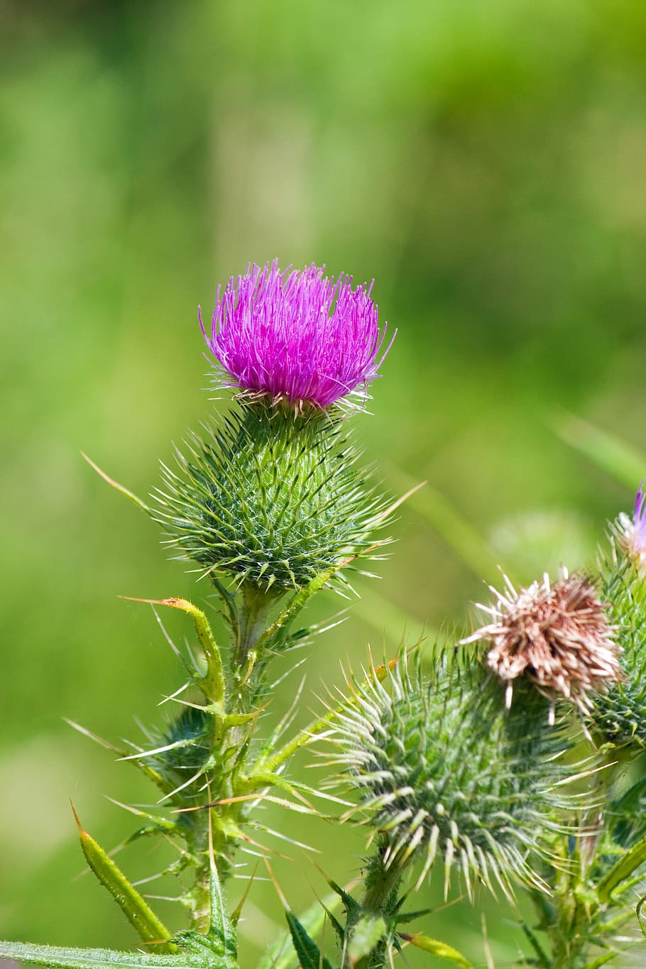 thistle, field thistle, wildflower, wild plant, flora, nature HD wallpaper