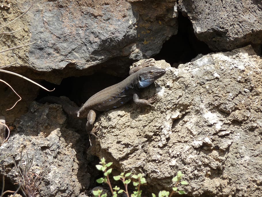 lizard, lava, rock, animal themes, animal wildlife, animals in the wild HD wallpaper
