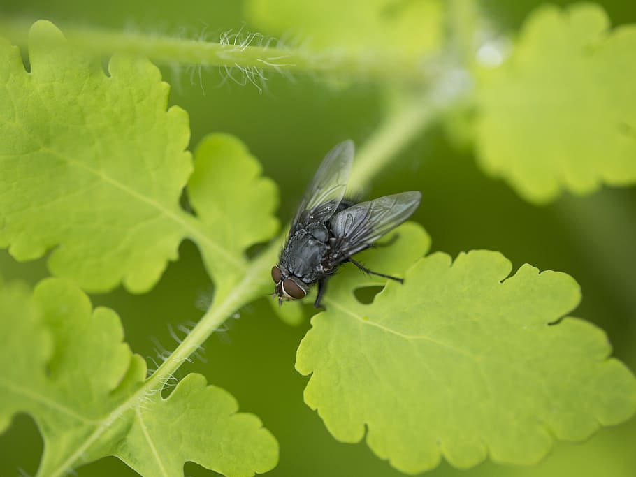 Fly, Insect, Nature, Macro, green color, leaf, animals in the wild HD wallpaper
