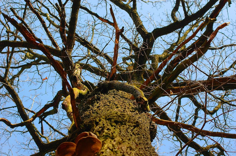 Tree, Nature, human body part, branch, low angle view, fruit HD wallpaper