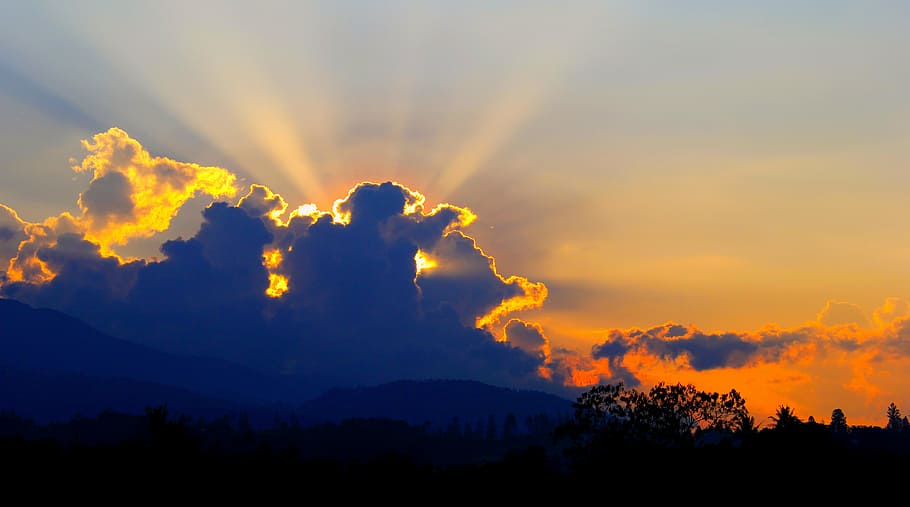 silhouette of trees during orange sunset, twilight, sky, dusk HD wallpaper