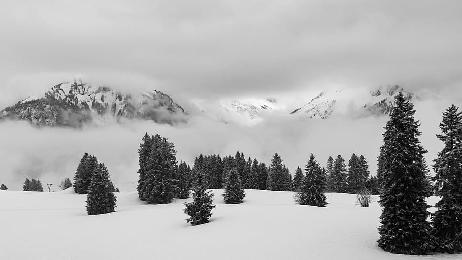 green pine trees on snow covered area, snow mountain and green pine trees HD wallpaper