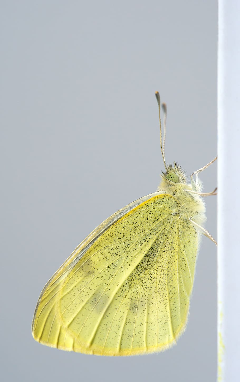 Pieres Rapae, Butterfly, small cabbage white ling, macro, butterflies HD wallpaper