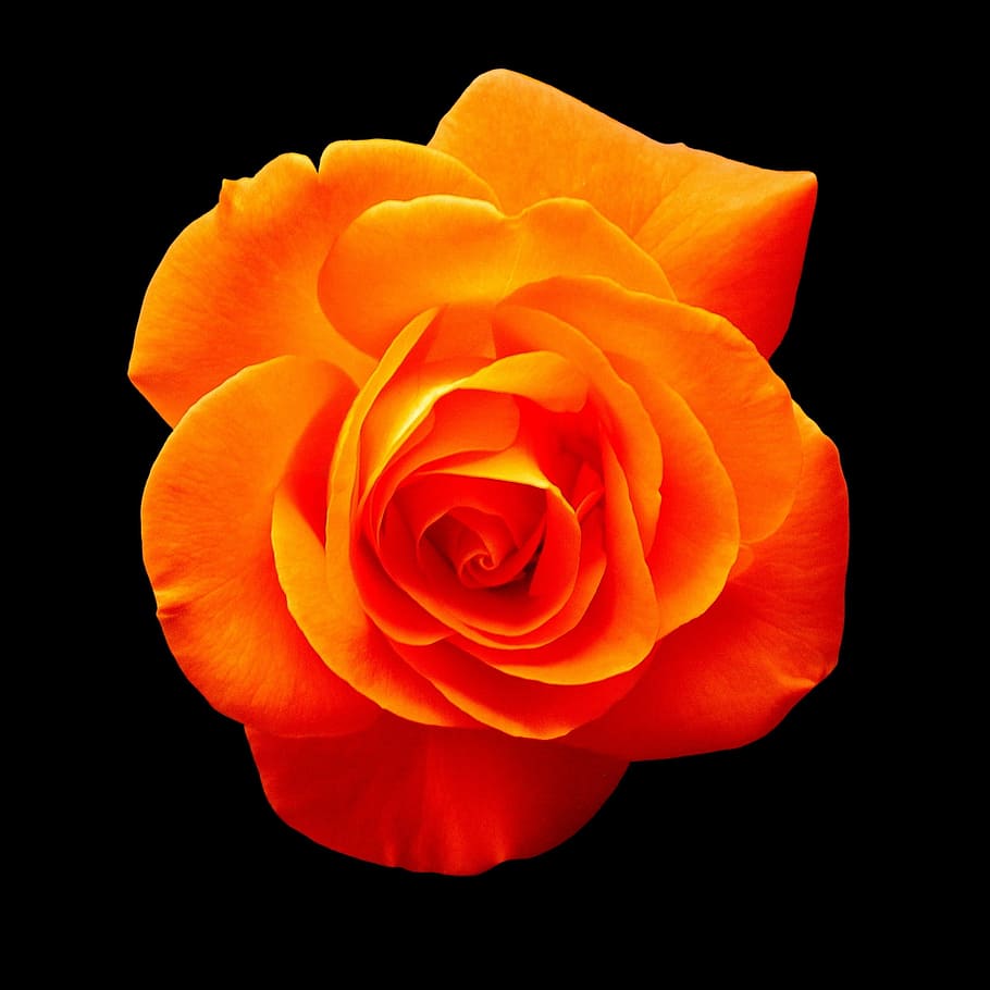 Bouquet Of Light Orange Rose Flowers 4K HD Flowers Wallpapers | HD  Wallpapers | ID #55267