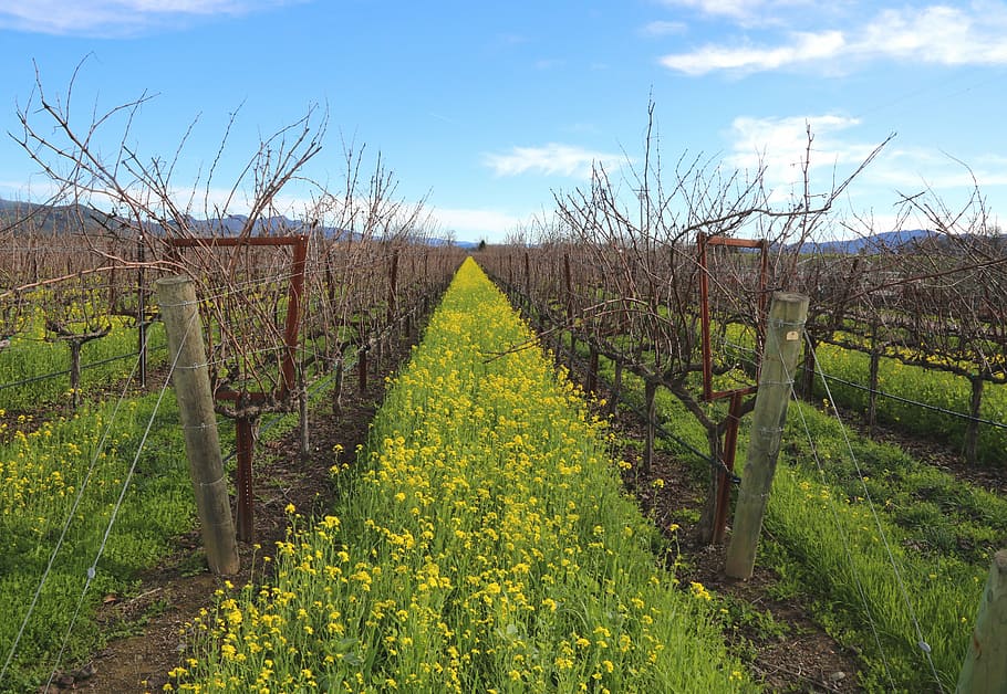 HD wallpaper: yellow petaled flower field at daytime, napa valley, wine ...