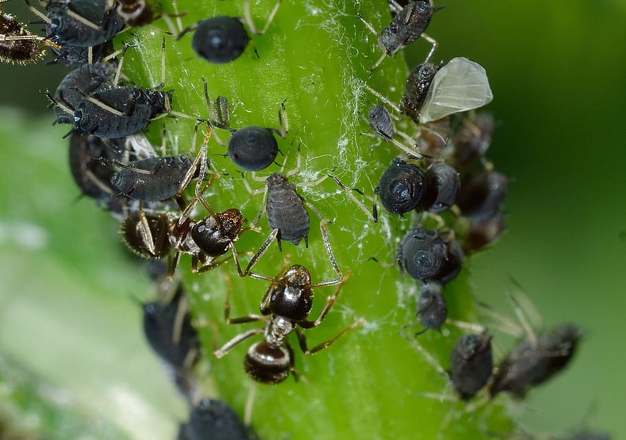 aphids, rincota, aphis, fabae, insects, close-up, plant, green color HD wallpaper