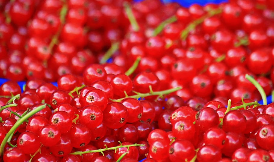 photography of bunched red berries, currants, red currants HD wallpaper